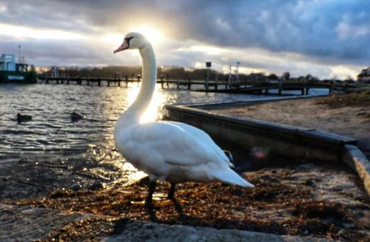 Schwan am Salzhaff